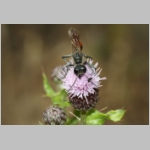 Ammophila sabulosa - Sandwespe 63-w01b 22mm - Sandgrube OS-Wallenhorst.jpg